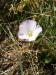 Convolvulaceae - svlačec rolní (Convolvulus arvensis), Merklín, VIII.