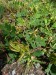 Fabaceae - kozinec sladkolistý (Astragalus glycyphyllos), Ovesné Kladruby, VII.