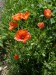 Papaveraceae - mák vlčí (Papaver rhoeas), Beroun- Králův Dvůr, VII.