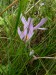 Colchicaceae - ocún jesenní (Colchicum autumnale), Mužský, IX.