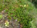 Ericaceae - medvědice lékařská (Arctostaphylos uva - ursi), Ralsko, IX.