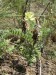 Fabaceae - vlnice chlupatá (Oxytropis pilosa), Trubín, VII,