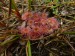 Droseraceae - rosnatka okrouhlolistá (Drosera rotundifolia), Jestřebské louky, IX.