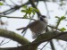 Ptáci (sýkorovití)- sýkora babka (Parus palustris), Plzeň, IV.