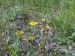 Sedum reflexum, Bečov VII