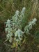 Lamiaceae - čistec  německý(Stachys germanica), Srbsko, VI.