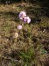 Plumbaginaceae - trávnička obecná (Armeria vulgaris), Bzenec, VIII.