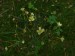 Asteraceae - mléčka zední (Mycelis muralis), Klabava, IX.