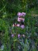 Caryophyllaceae - smolnička obecná (Lychnis viscaria), Pavlovice V.