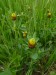 Fabaceae - jetel kaštanový (Trifolium spadiceum), Prameny, VI.