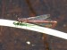 Hmyz (vážky) - šidélko ruměné (Pyrhosoma nymphula), Kladská, VIII.