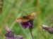 Hmyz (motýli) - hnědásek jitrocelový (Melitaea athalia),Podhora, VII (2)
