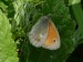 Hmyz (motýli) - okáč poháňkový (Coenonympha pamphilus), Prameny, VI.