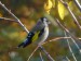 Ptáci (pěnkavovití)- stehlík obecný (Carduelis carduelis) , Plzeň, XI.