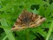 Hmyz (motýli) - jetelovka hnědá (Euclidia glyphica), Prameny, VI.