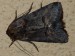 Hmyz (motýli) - kovolesklec černočárý (Abrostola triplasia), Lhota, II.