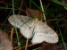 Hmyz (motýli) - píďalka lesní (Operopthera fagata), Nová Ves X.