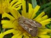 Hmyz (motýli) - trávnice luční (Cerapteryx graminis), Pod Lysinou, VIII
