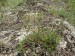 Asteraceae - pelyněk ladní(Artemisia campestis), Trubín, VII.