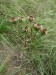 Asteraceae - pupava obecná (Carlina vulgaris), Srbsko, IX
