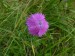 Caryophyllaceae - hvozdík lesní (Dianthus sylvaticus), Vlček, VIII.