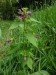 Lamiaceae - konopice polní (Galeopsis tetrahit), Homolka u Bečova VII.