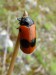 Hmyz (brouci) - mandelinka (Clytra laeviuscula), Nerestce, VI.