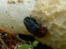 Hmyz (brouci) - mrchožrout znamenaný (Oeceoptoma thoracica), Kladská, VIII.