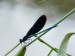 Hmyz (vážky)- motýlice obecná (Calopteryx virgo), Dolní Lukavice, VI.