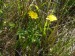 Asteraceae - oman vrbolistý   Inula salicina), Pouzdřany, VIII.