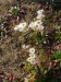 Asteraceae - turan roční (Erigeron annuus), Verská, IX.