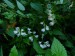 Fabaceae - vikev lesní (Vicia silvatica), Loupensko, X.