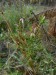 Gentianaceae- zeměžluč obecná (Centaurium vulgare), Nová Ves, XI.