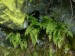 Polypodiaceae- kapradinka skalní (Woodsia ilvensis), J od Bečova, VII