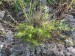 Asteraceae - pelyněk ladní (Artemisia campestris), Otmíče, VI)II.