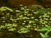 Ranunculaceae - lakušník vodní (Batrachium aquatile), Kladská, V.