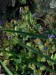 Scophulariaceae - rozrazil trojklaný (Veronica triphylla), Plzeň - Litice, IV