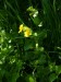 Scrophulariaceae - kejklířka skvrnitá (Mimulus guttatus), Kladská, VIII.