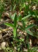 Fabaceae - jetel alpínský (Trifolium alpestre), Srbsko, V.