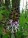 Orchidaceae - vstavač nachový (Orchis purpurea), Srbsko, V.