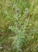 Asteraceae - chrpa latnatá (Centaurea stoebe), Plzeň- Litice, VI.