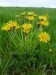 Asteraceae - smetánka lékařská (Taraxacum officinale), Hudlice, V.