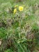 Asteraceae - starček potoční (Tephroseris crispa), Prameny, V.