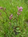 Caryophyllaceae - smolnička obecná (Lychnis viscaria) , Prameny, VI.