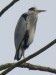 Ptáci (volavkovití) - volavka popelavá (Ardea cinerea), Plzeň, II.