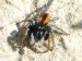 Členovci (pavoukovci) - skákavka rudopásá (Philaeus chrysops), Srbsko, VI.