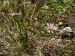 Asteraceae - hvězdice chlumní (Aster amellus), Srbsko, IX.