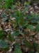 Asteraceae - jestřábník skvrnitý (Hieracium maculatum), Srbsko, V.