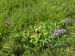 Lamiaceae - šalvěj přeslenitá (Salvia verticillata), Bučovice, VII.