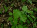 Rosaceae - jeřáb břek (Sorbus torminalis), Srbsko, V.